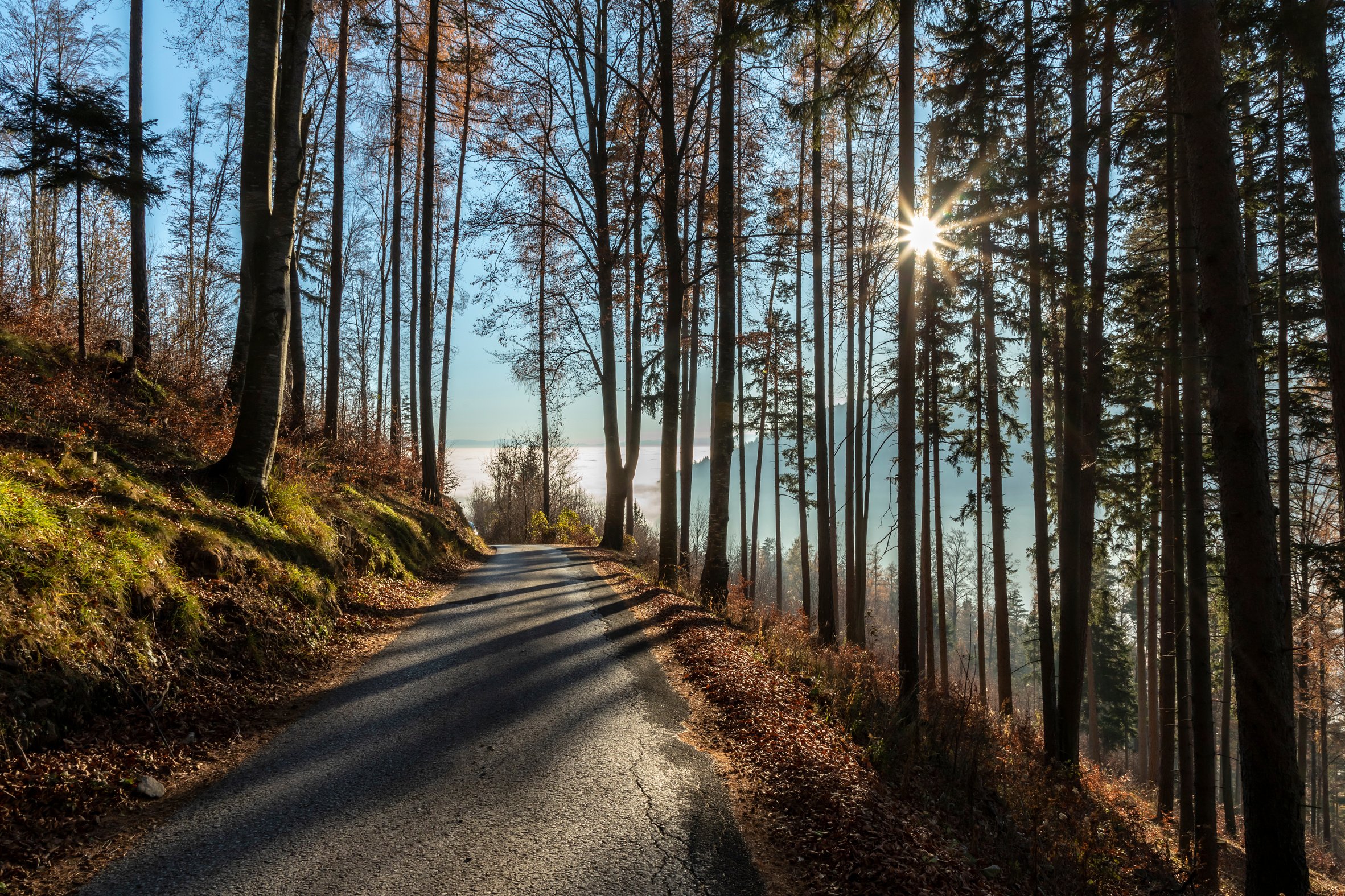 forest in autumn